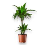 Драцена Джанет Крейг купить, Dracaena Janet Craig, драцена fragrans, неприхотливое комнатное растение, драцена с зелёными листьями