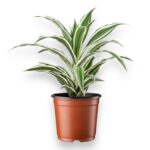 Купить Драцена Фрагранс Вайт Джевел