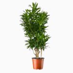 Купить Драцена Сонг оф Ямайка бранч