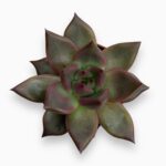 Эхеверия Таурус