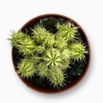 Купить Эуфорбия Энопла Вариегата