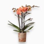 Купить Фаленопсис Болзано Оранж