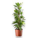 Купить Фикус Циатистипула