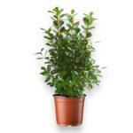 Купить Фикус Микрокарпа Моклейм на решетке