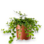 фикус пумила гринт санни купить, Ficus pumila Green Sunny, ампельный фикус, почвопокровное растение, фикус для вертикального озеленения, уход за фикусом