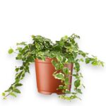 Купить Фикус Пумила Вайт Санни