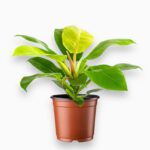 Купить Филодендрон Мунлайт