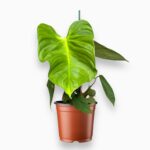 Купить Филодендрон Нангаритенс