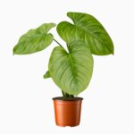 Купить Филодендрон Содирой