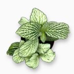 Купить Фиттония Вайт Анна