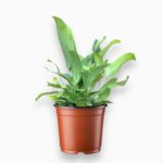 Флебодиум Блю Стар ⌀6 ↑15 см