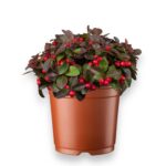 Купить Гаультерия