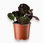 geogenanthus ciliatus купить, геогенантус цилиатус, редкие растения, декоративно-лиственные растения, бархатные листья, растения в теневые комнаты, растения для флорариума, миниатюрные комнатные растения