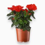 Гибискус Микс