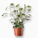 Гибискус Вариегатный ⌀12 ↑30 см