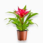 гузмания блиц купить, Guzmania Blitz, гузмания красная, комнатное цветущее растение, гузмания в горшке, бромелиевые растения