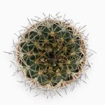 Гимнокалициум Саглионис