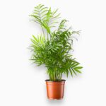 Хамедорея Элеганс купить, Chamaedorea elegans, комнатная пальма, пальма в горшке, неприхотливое растение в тень