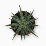 хавортия фасциата биг бенд купить, Haworthia fasciata Big Band, хавортия полосатая, суккулент в горшке, неприхотливое комнатное растение, мини-суккулент