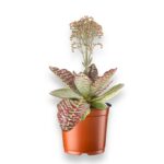 Купить Каланхое Зебра