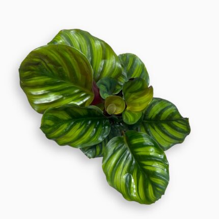 Заказать Калатея Фасциата