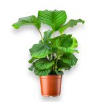 Калатея Орбифолия купить, Calathea orbifolia, крупнолистное комнатное растение, калатея уход, растение безопасное для животных