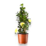 Купить Камелия Японская белая