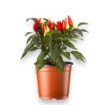 Купить Капсикум