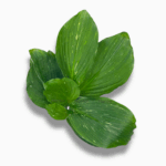 Кемпферия Пульхра купить, Kaempferia pulchra Marble Variegata, редкое комнатное растение, вариегатная кемпферия, декоративное растение с мраморными листьями