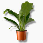 Кемпферия Пульхра купить, Kaempferia pulchra Marble Variegata, редкое комнатное растение, вариегатная кемпферия, декоративное растение с мраморными листьями