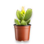 котиледон ледисмитиензис купить, Cotyledon ladismithiensis, медвежьи лапки растение, пушистый суккулент, комнатное растение с мягкими листьями, котиледон в горшке