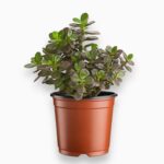 Крассула Овата Минор