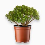 Купить Крассула Компакта Сансет Мэджик