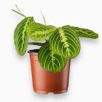 Купить Маранта Лемон Лайм ⌀12 ↑25 см