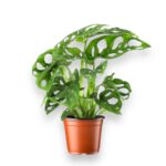 Купить Монстера Адансони