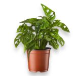 Regbnm Монстера Обликва Манки Маск