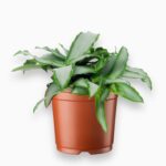 Купить Мурданния Лориформис Бридж Стар