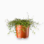 мюленбекия маори купить, Muehlenbeckia complexa Maori, мюленбекия в кашпо, декоративная лиана, комнатное вьющееся растение, зелёная масса, растение для подвесного кашпо