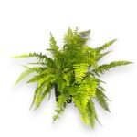 Купить Нефролепис Тайгер Ферн