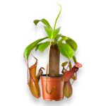 Купить Непентес Алата штамб