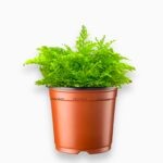 Купить Нефролепис Коттон Кэнди ⌀6 ↑10 см