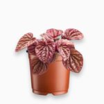 Купить Пеперомия Квито ⌀6 ↑10 см