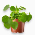 Купить Пилея Пеперомиевидная ⌀12 ↑20 см