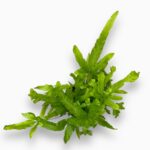 Купить Птерис Кретика Роувери