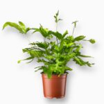 Купить Птерис Кретика Роувери