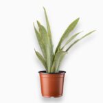 Купить Сансевиерия Аубритниана Металлика ⌀14 ↑60 см