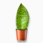 сансевиерия биг лиф купить, Sansevieria Big Leaf, крупнолистная сансевиерия, неприхотливое комнатное растение, сансевиерия в горшке, уход за сансевиерией