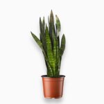 сансевиерия блэк корал купить, Sansevieria Black Coral, сансевиерия тёмная, неприхотливое растение, декоративно-лиственное растение, сансевиерия уход, сансевиерия в горшке, растение для офиса, очищающее воздух растение