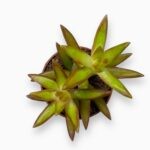 Купить Седум Адольфа