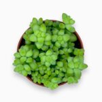 седум буррито купить, Sedum burrito, ослиный хвост растение, ампельный суккулент, неприхотливый суккулент, уход за седумом, свисающее растение